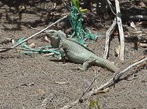 Turks&Caicos Rock Iguana
