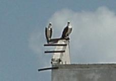 Ospreys at Half Crek