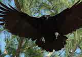Cuban Crow