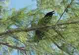 Cuban Crow