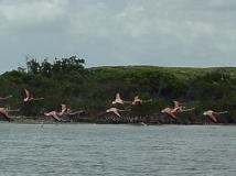 Flamingos in Flight