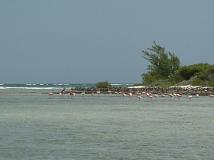 Wading Flamingos