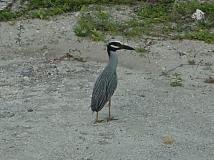 Night Heron