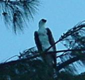 Osprey on the Beach