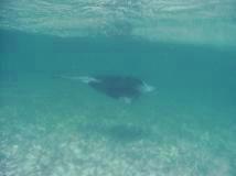 Stingray
