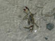 Ricky's Crab