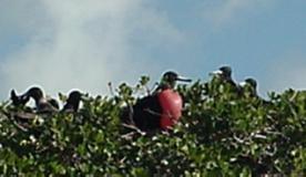 Frigate Birds Pose