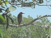 Green Heron