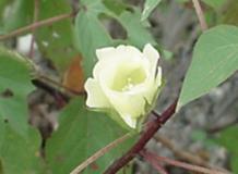 Wild Cotton