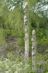 Old Man Cactus