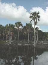 The Most Tropical Landscape