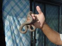 Tree Boa