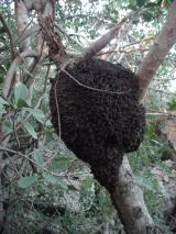 Termite Nest